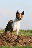 BASENJI 039